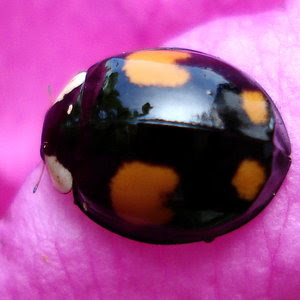 black lady bug