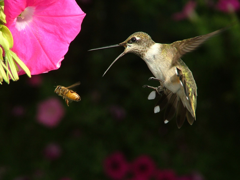 b ird log flowers and dead hummingbirds b ird log flowers and dead hummingbirds