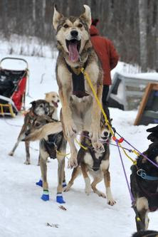 Bark River Racing Sled Dogs