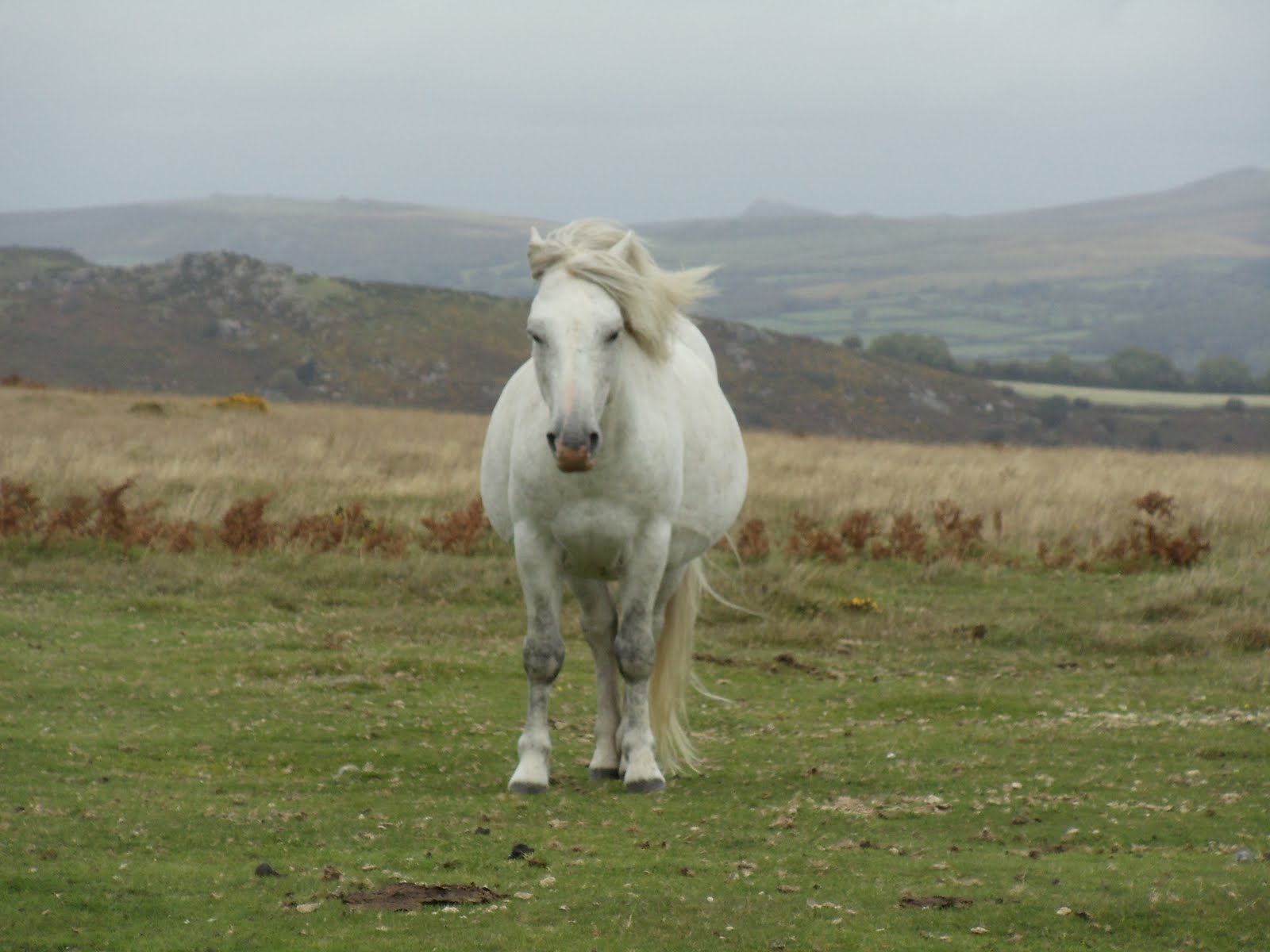 MidWestHorse Blog Dartmoor National Park, Devon, England, Dartmoor