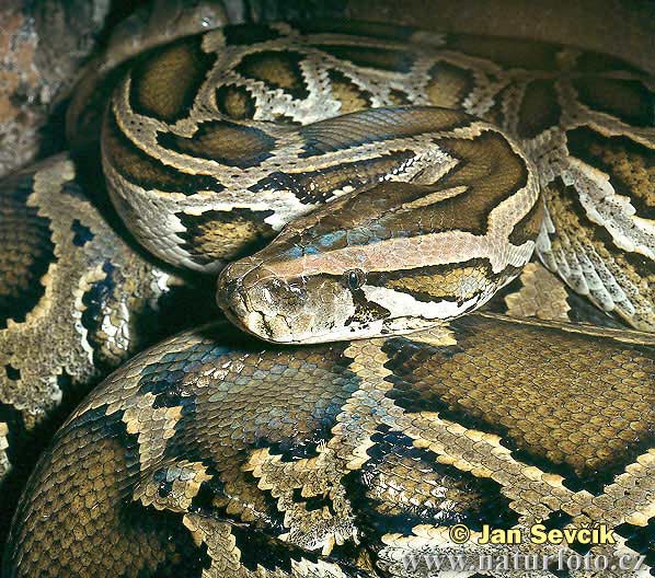 [burmese-python-python-molurus-3.jpg]
