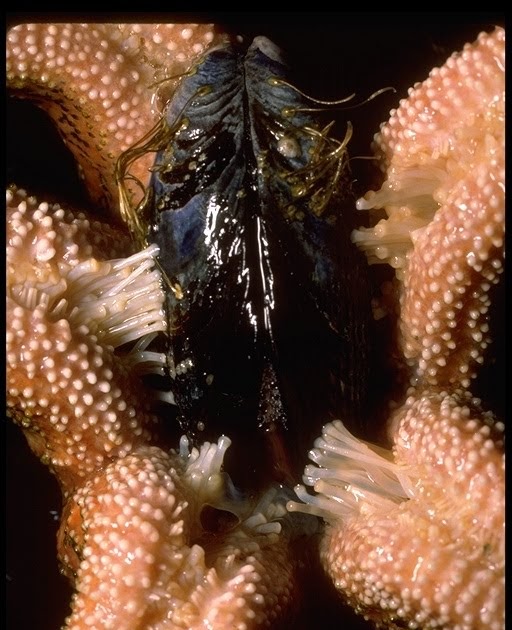 starfish