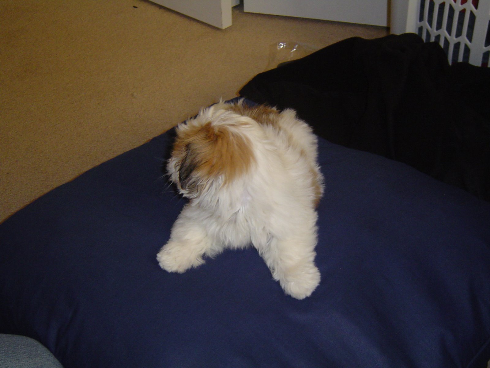 [Rupert_10weeks_1.JPG]