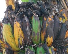 Utube What Food To Eat To Makem U Healthy Utube What Food To Eat To Makem U Healthy