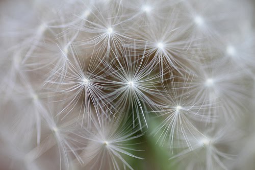 Alpines: Geometry + Nature