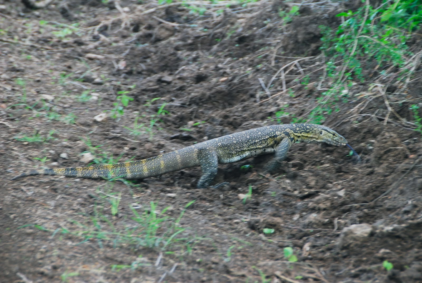 Our Kenya Nairobi Mission Our Most Recent Safari