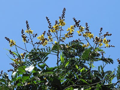 Yellow flame tree (Peltophorum pterocarpum)