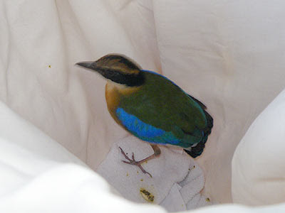 blue winged birds
