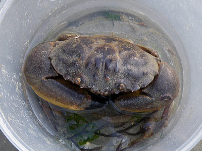 Myomenippe Hardwickii