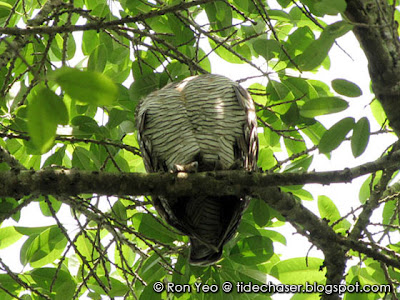 Spotted Wood-owl (Strix seloputo)