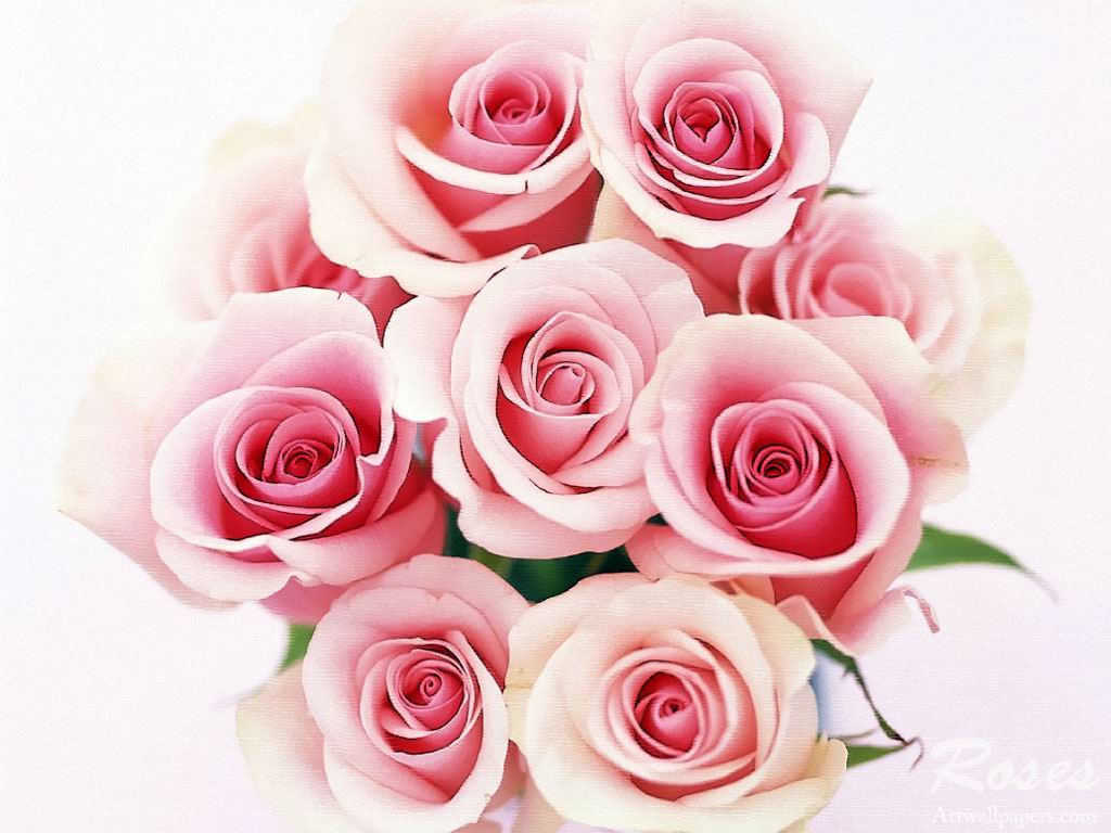CỬA HÀNG DÂY CHUYỀN THIÊN THẦN. Hoa+hong+rose