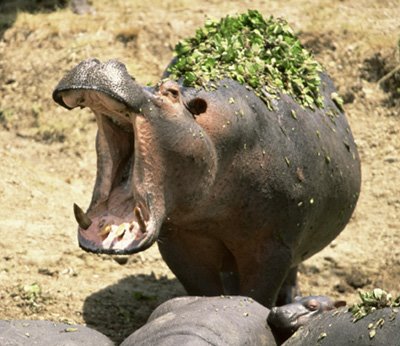 [hippo.bmp]