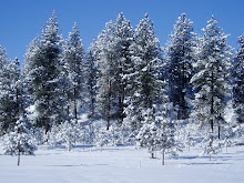 Deep snow in my backyard...