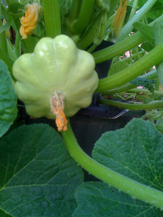 Patty Pan Squash