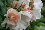 The Gardens of Petersonville: May 2012