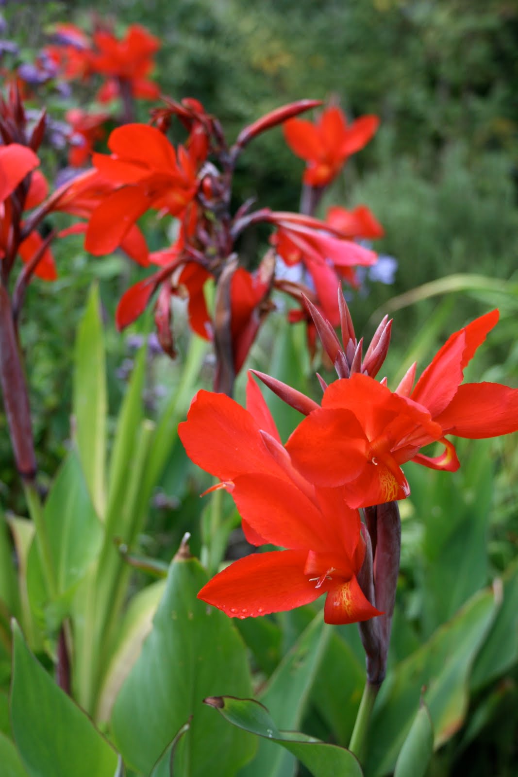 red cannas