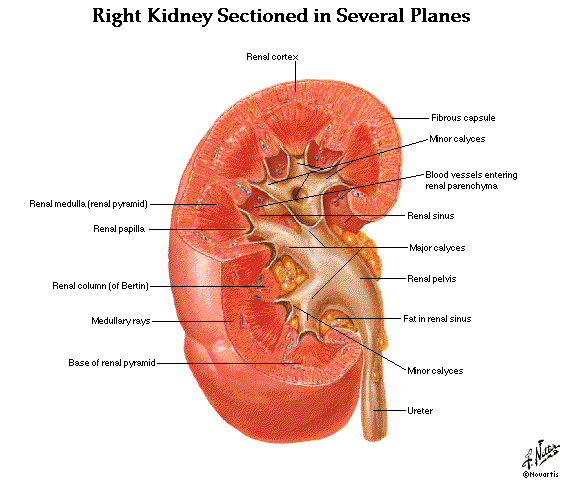 [sharma-obesity-kidney.gif]