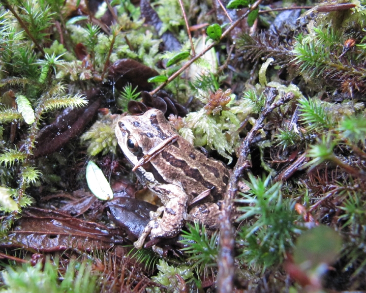Camosun Bog