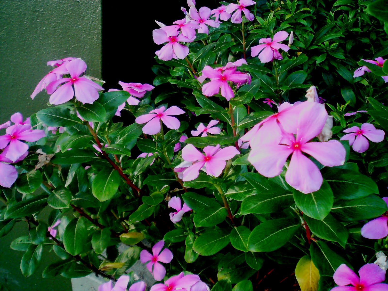 Laman Kambatik Plants list (3rd ed.) Vinca rosea