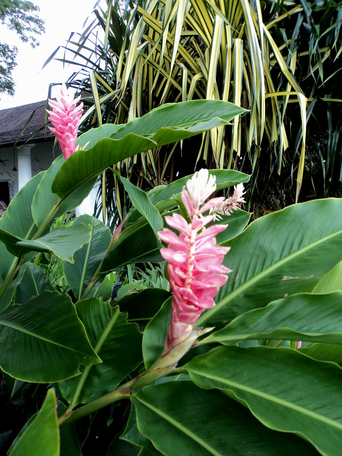 Laman Kambatik Plants list (3rd ed.) Alpinia purpurata