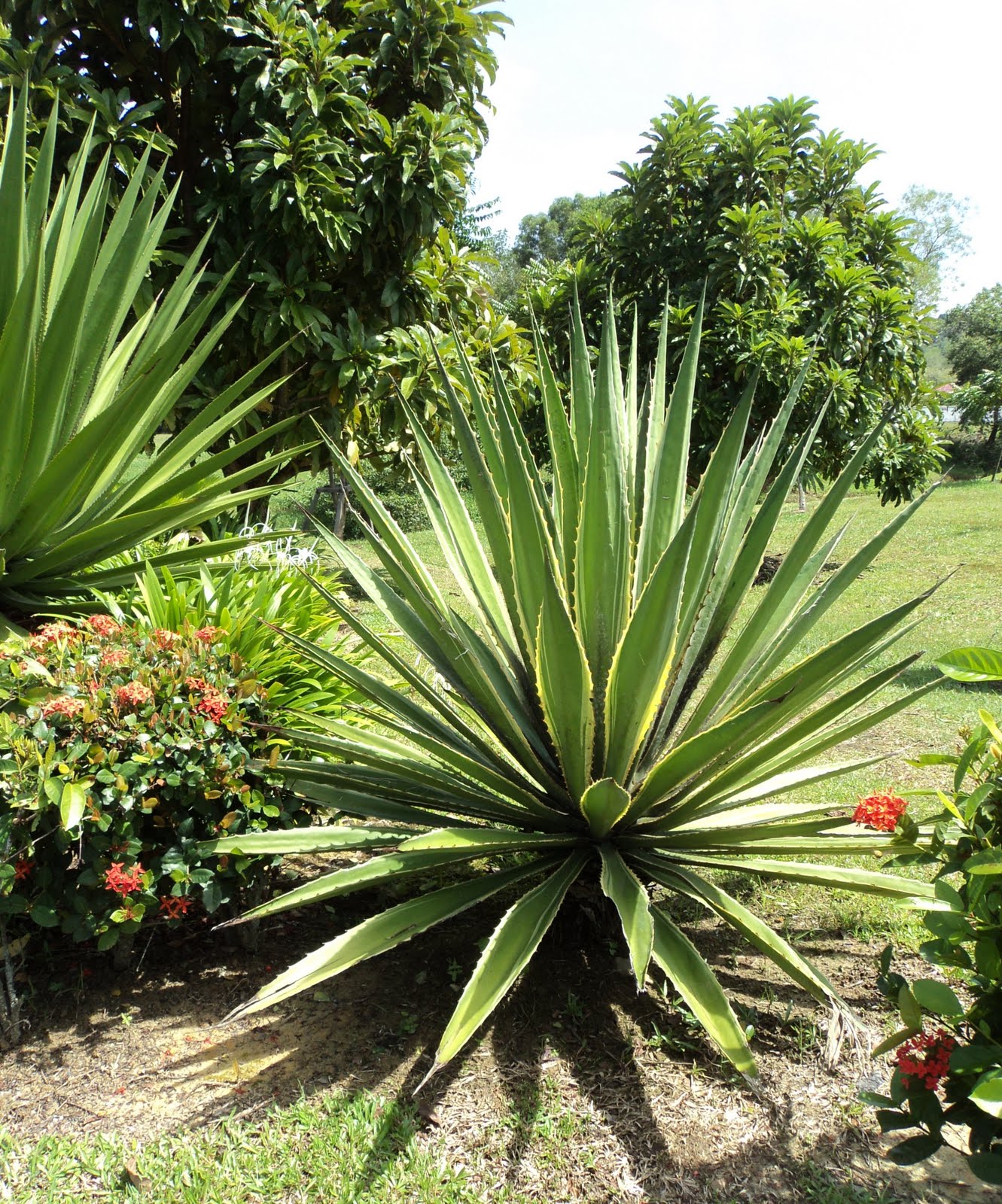 Laman Kambatik Plants list (3rd ed.) Agave americana