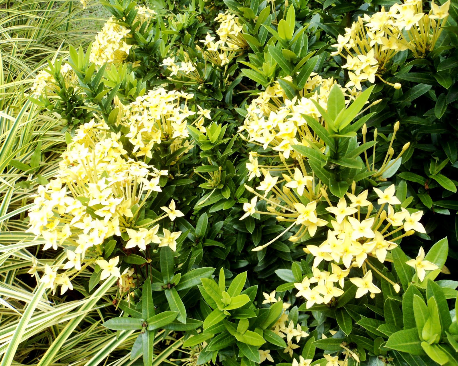 Ixora Sunkist