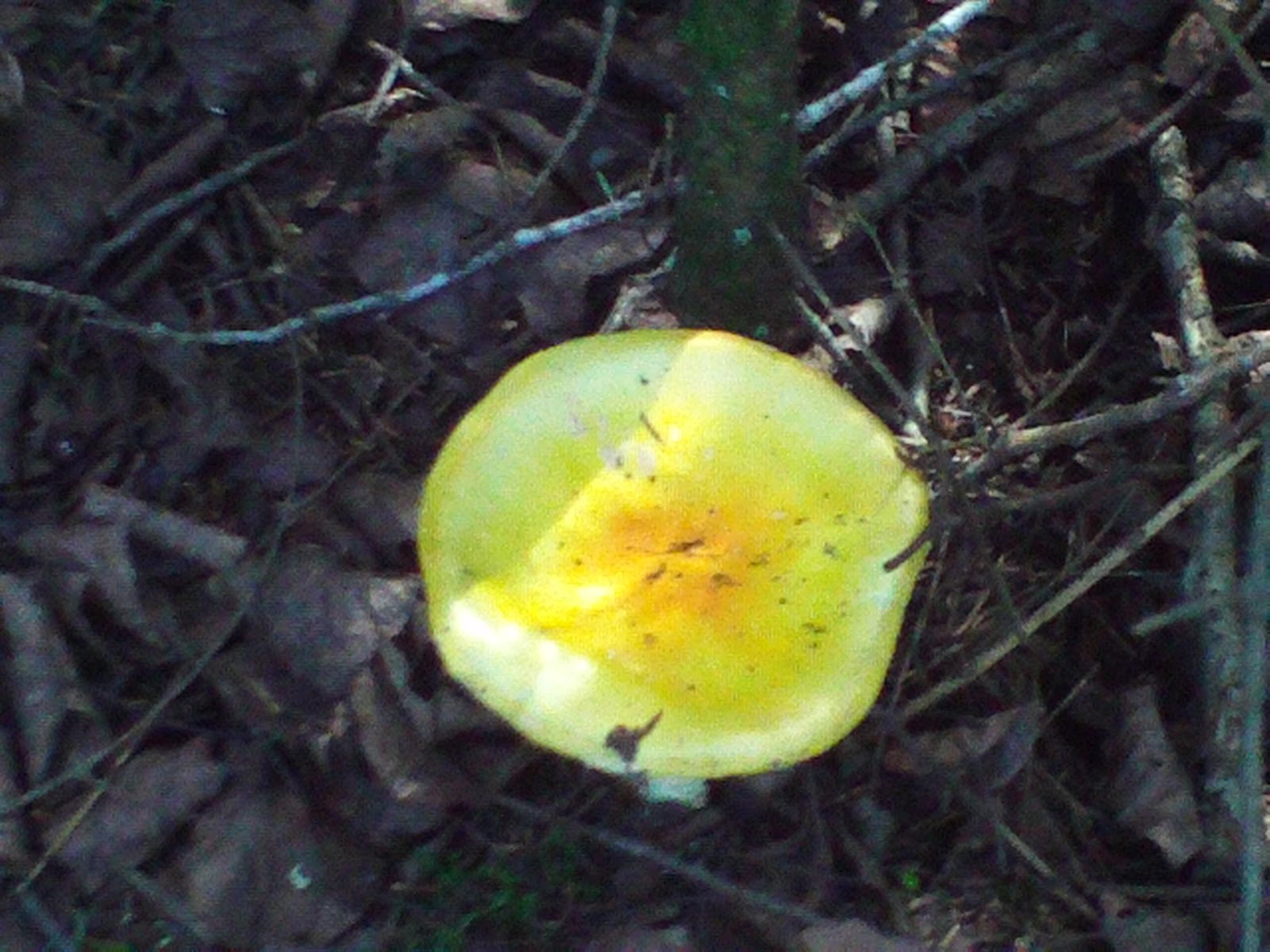 Edible Mushrooms in Minnesota http://mysticminnesota.blogspot.com/2010/09/mushrooms-variety-of-autumn-mushrooms.html
