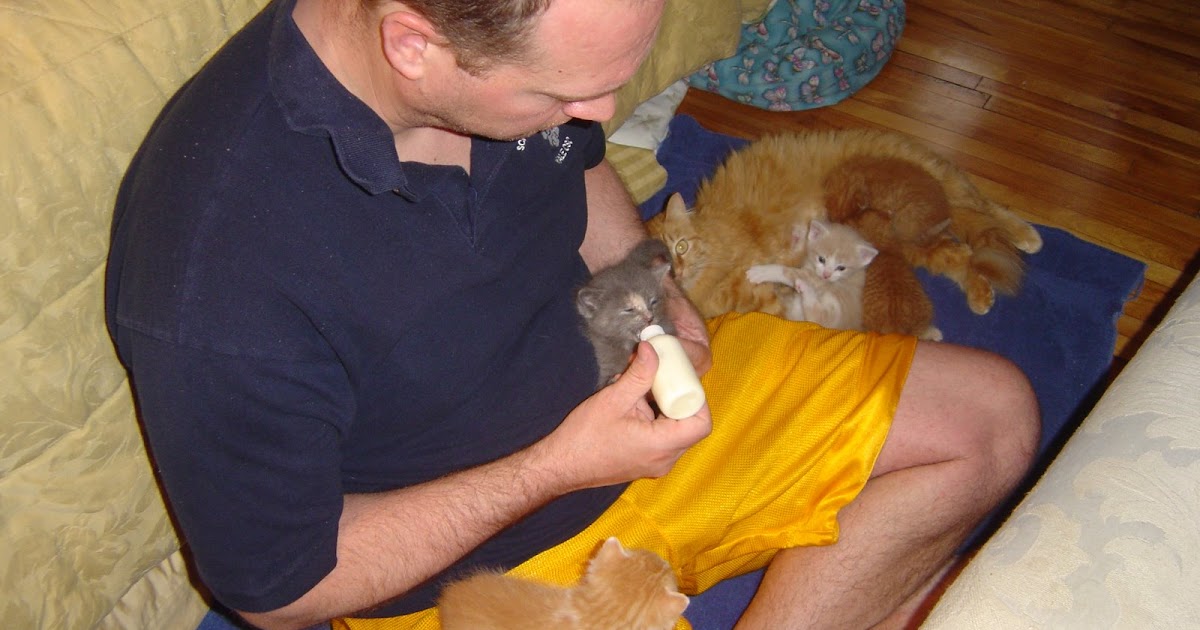 Feline Rescue Cat Tales Bottle Feeding Baby Kitties