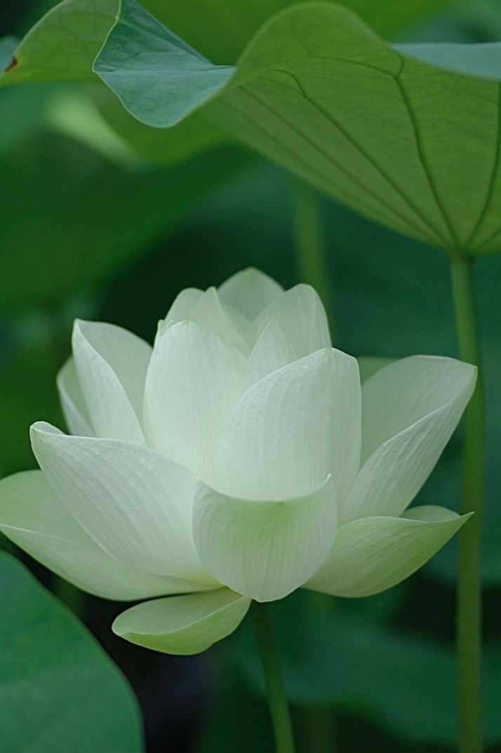 [lotus.jpg]