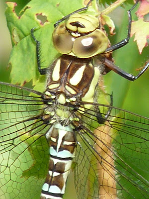 Identify+dragonflies+uk