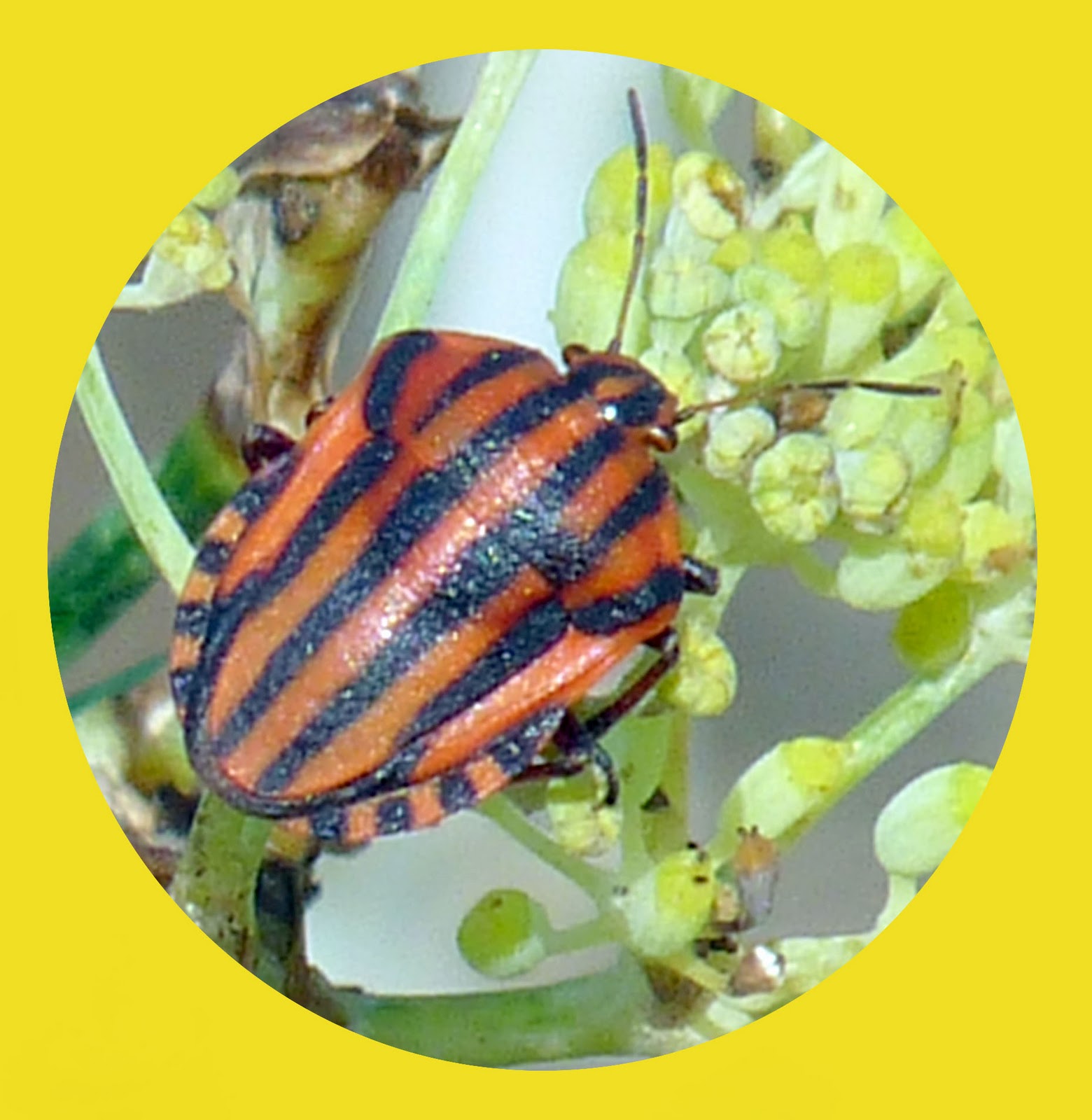 Colourful Bugs