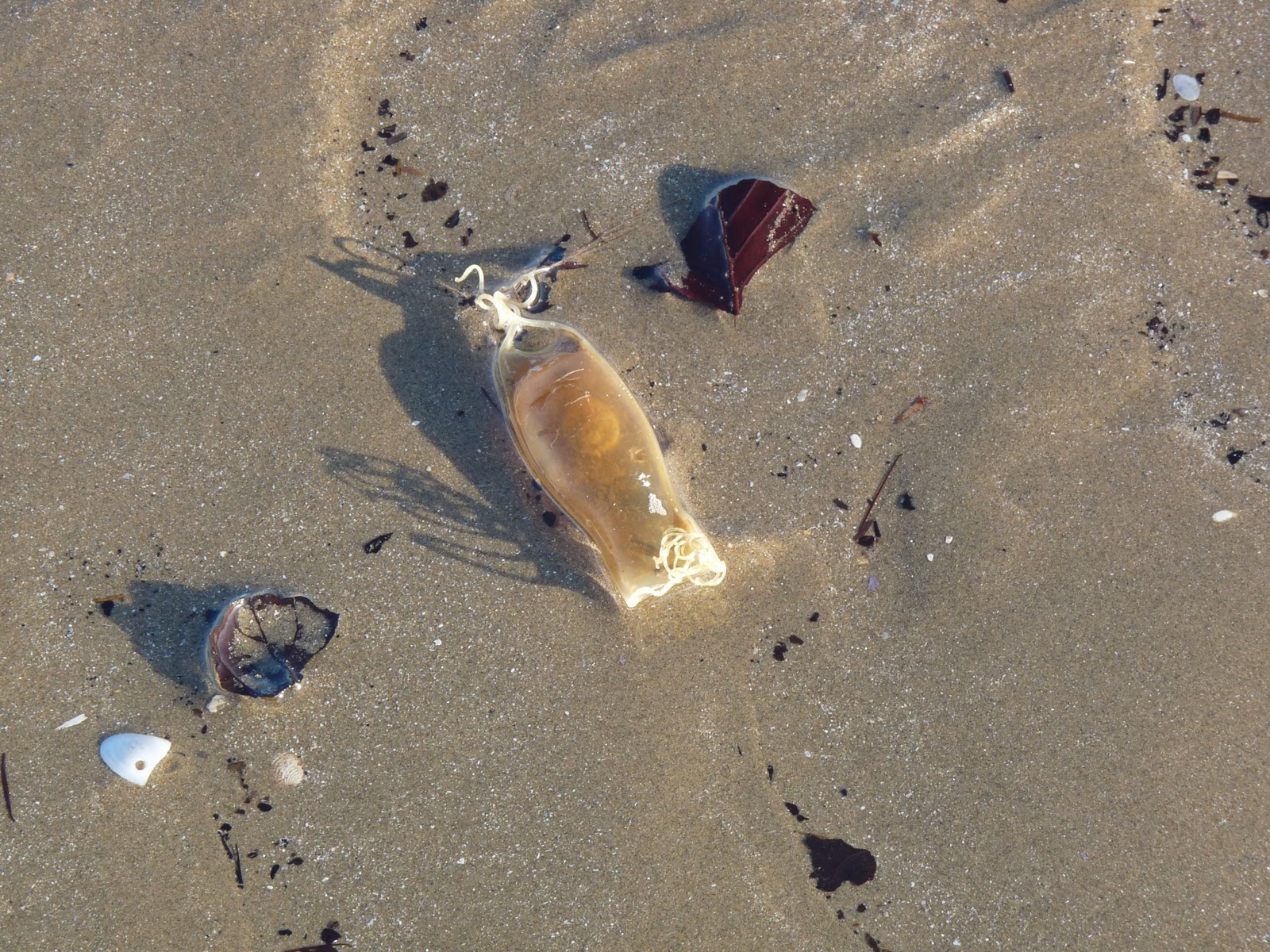 Wild and Wonderful Beside the Sea (1) Mermaid's Purse and Crab