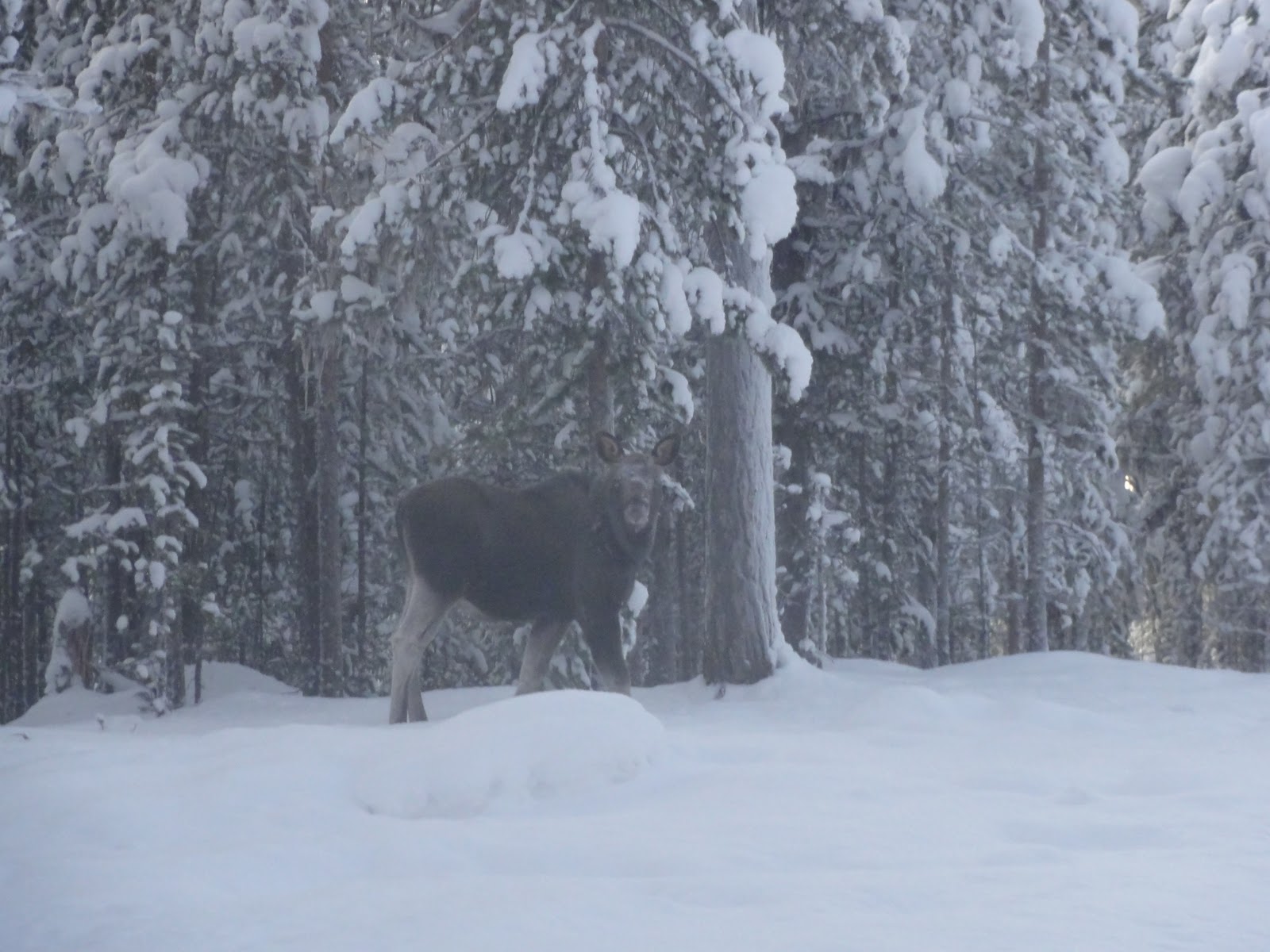 Snow Elk