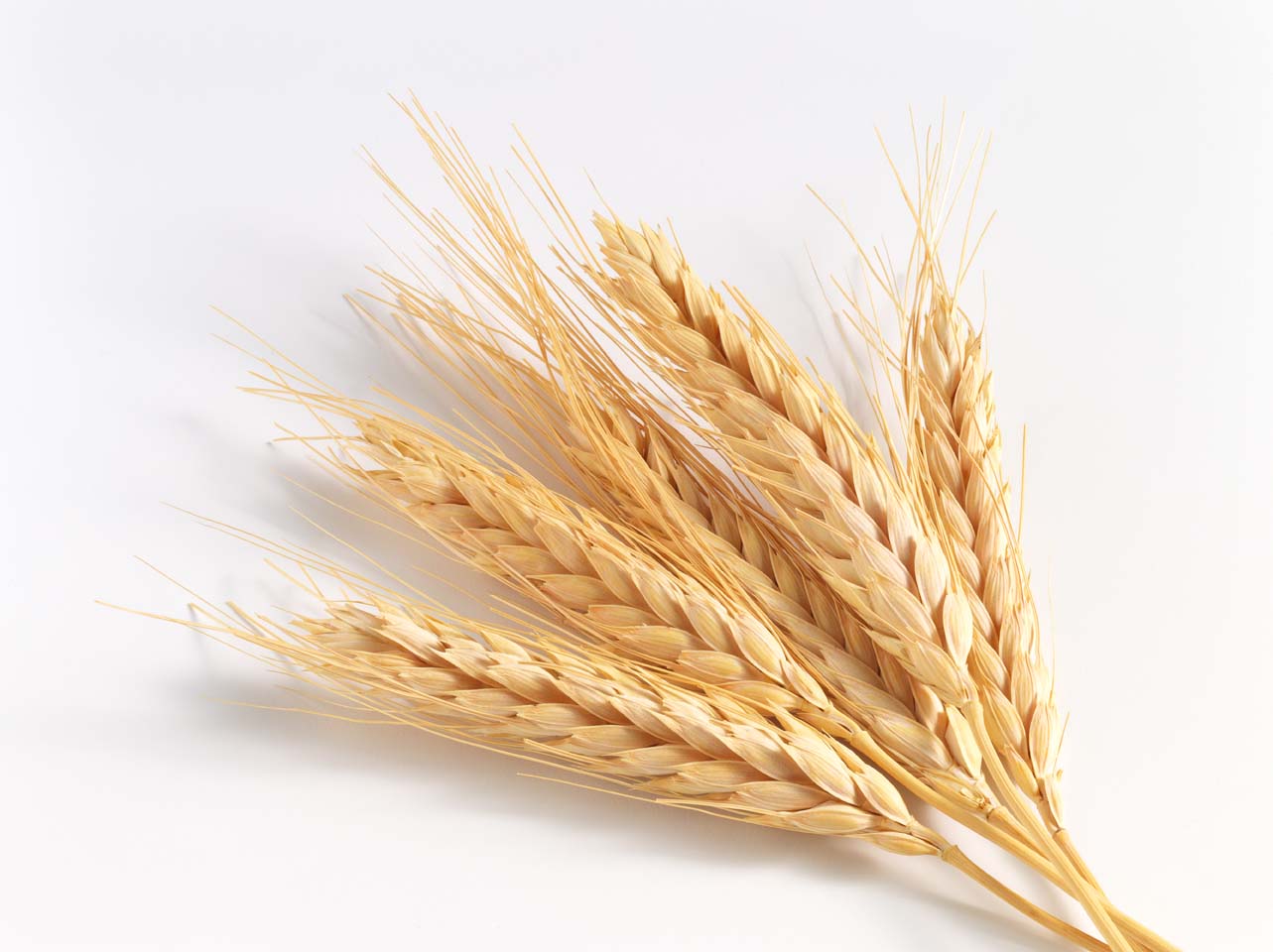 A refined grain or for example
