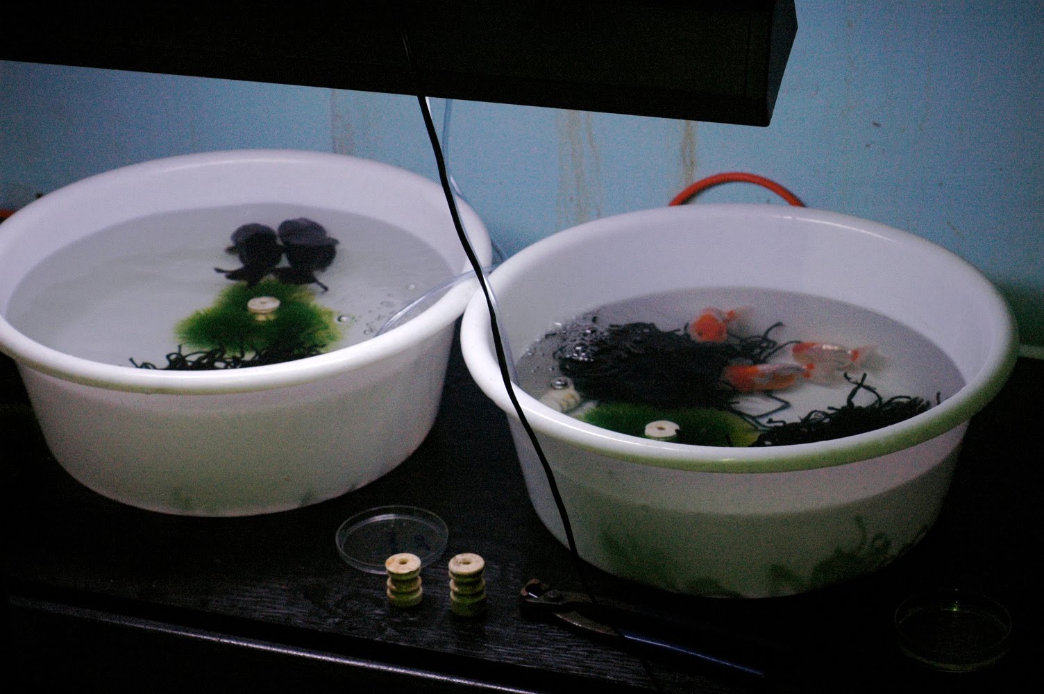 Raising goldfish eggs