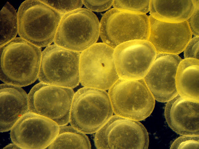 goldfish eggs hatching. One bad egg in the center