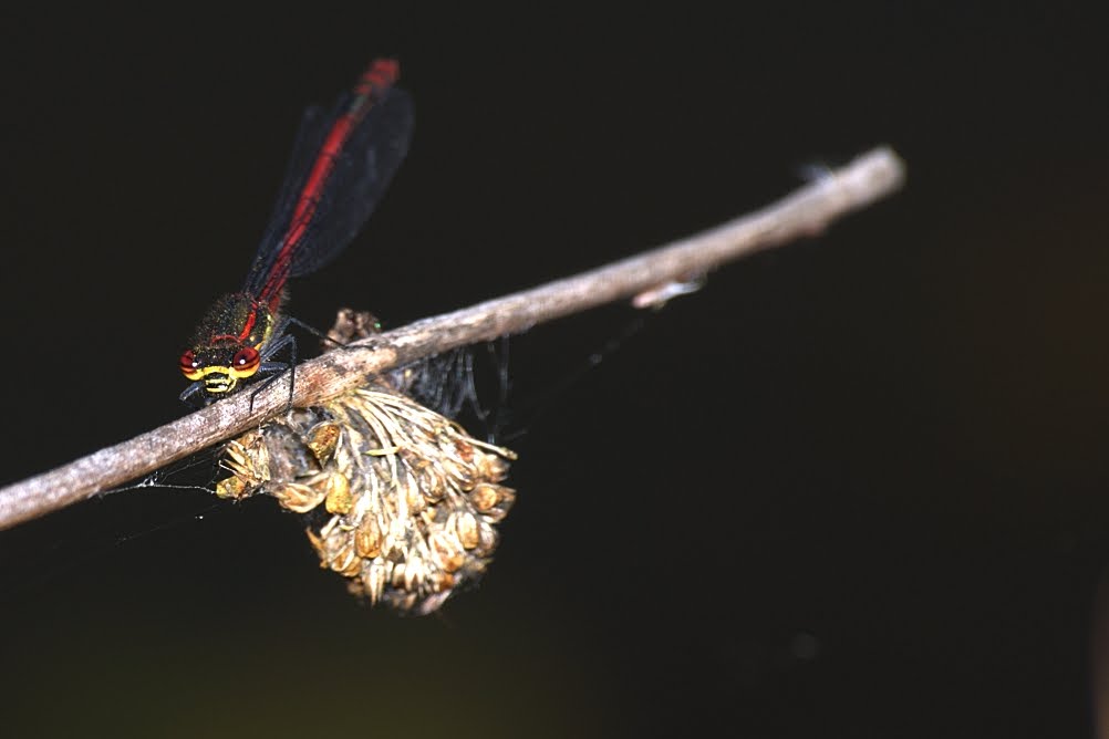 Dragonfly+larvae+for+sale