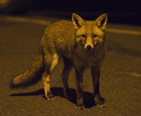Fox In London