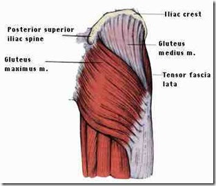 Figure 3. The Glutes