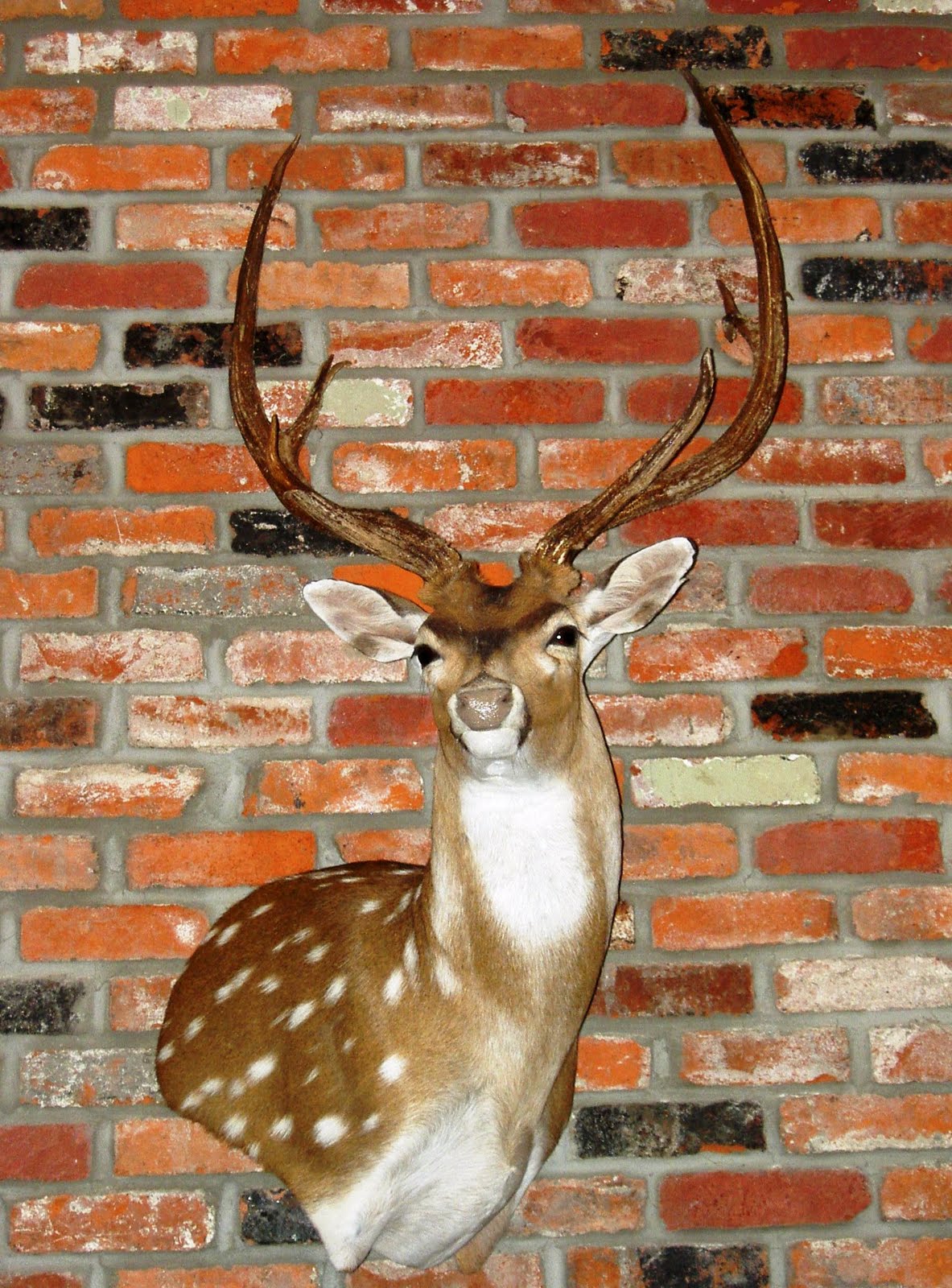 Eight More Miles My Axis Buck