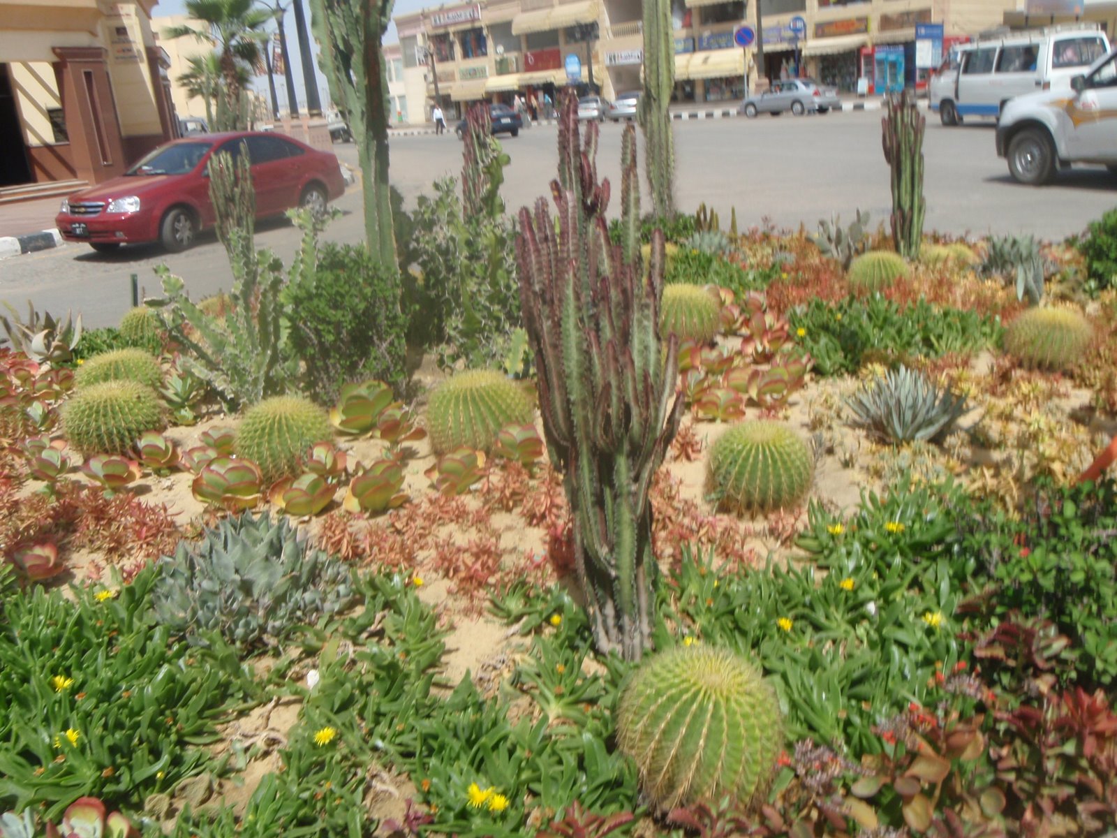 Plants in Egypt Cacti