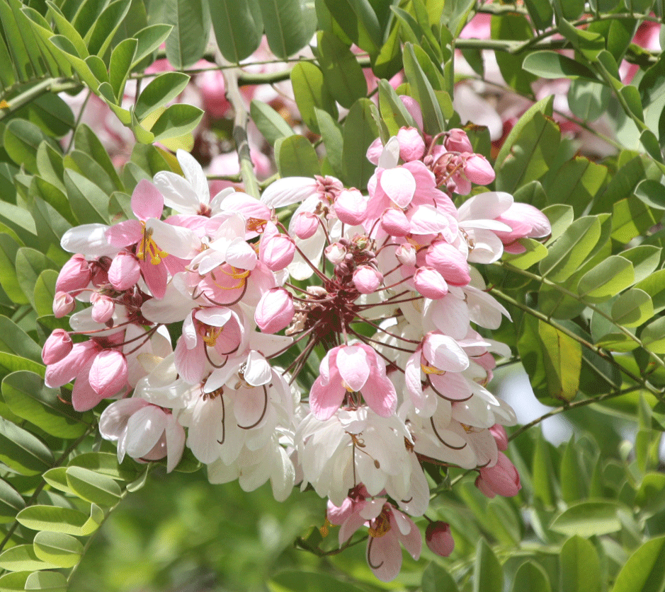 Plants in Egypt Nile walk flowers and trees