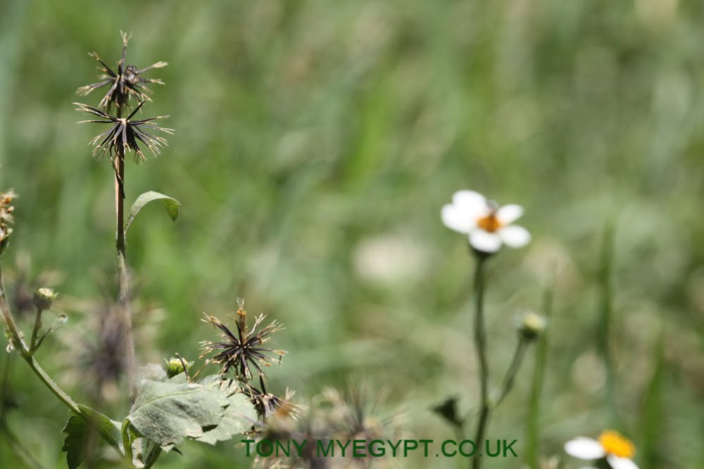 Plants in Egypt Black jack plant