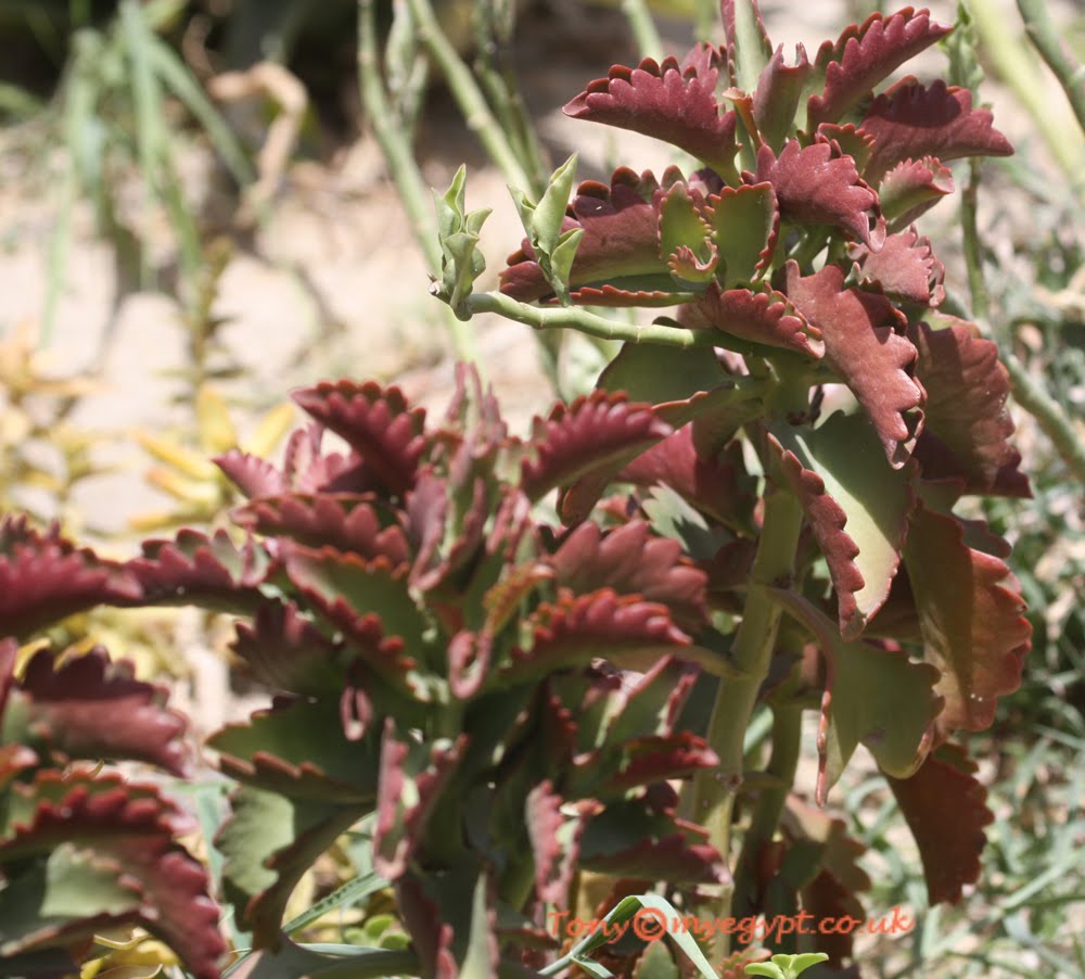 Plants in Egypt plants in May part 2