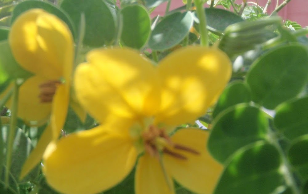 Plants in Egypt plants in May part 2