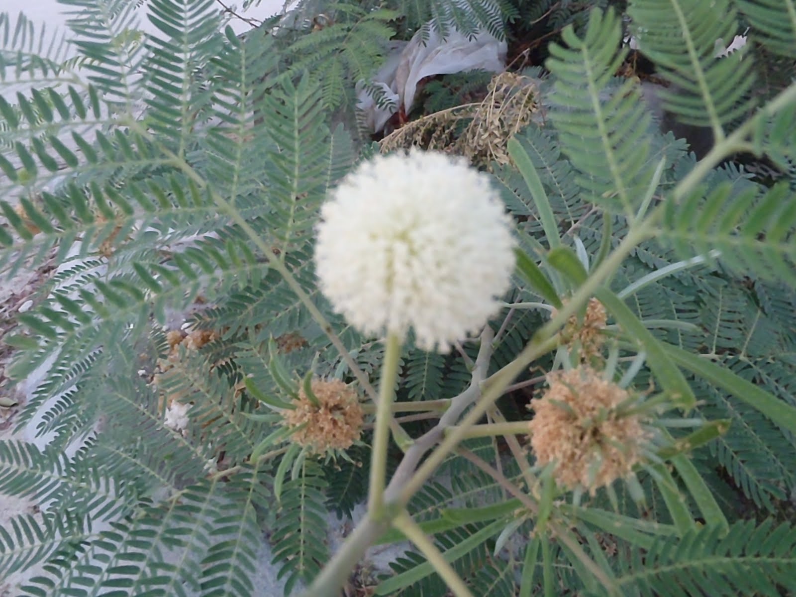 Plants in Egypt PLANTS IN ALEXANDRIA