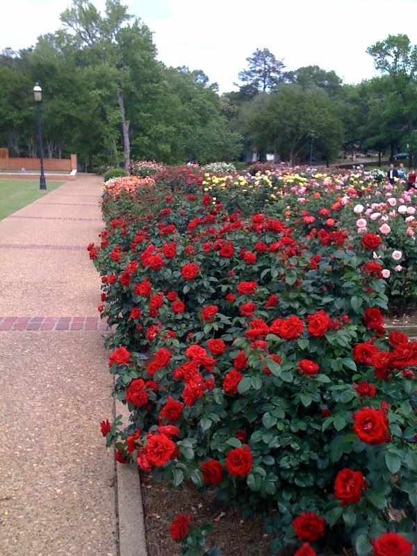 Semone's Travel and Tips: Tyler Texas Rose Garden
