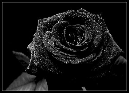 100 Wallpaper Black Bunga HD Paling Baru 100 Wallpaper Black Bunga HD Paling Baru