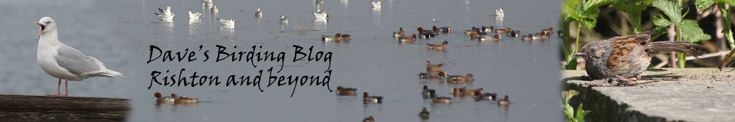 Dave's Birding Blog