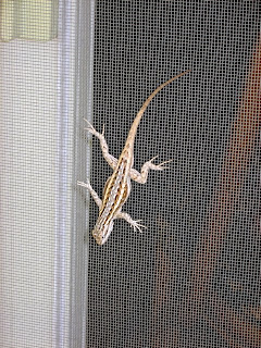 New Mexico Lizard